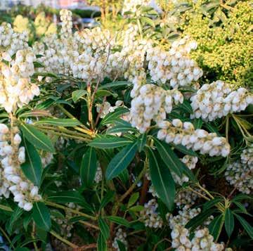 17 cm Rotsheide Pieris