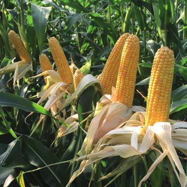 Zal de mais worden geoogst als snijmais, korrelmais, CCM of gaat het naar de vergister voor de productie van biogas?