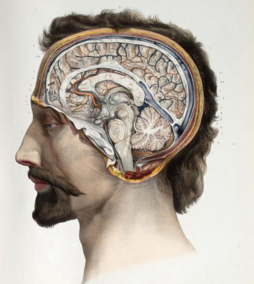 Obstakels bij postmortale donatie Vaststellen dood op neurologische en circulatoire criteria (onbegrip en gebrek aan vertrouwen bij burger) Kritiek op Hersendoodprotocol