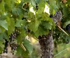 49,99 [winkelprijs 53,70] Vinificatie: Ligging: Sauvignon Blanc De druiven worden handmatig gesorteerd en zorgvuldig verwerkt.