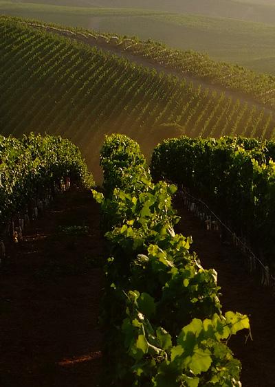 Chardonnay SANTIAGO 1541 Deze wijn is een perfect voorbeeld van een Chileense Central Valley Chardonnay.