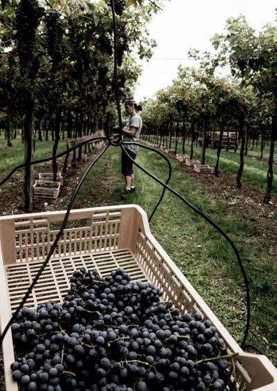 Doc Bardolino FARINA De kleur is helder en robijn rood. Deze Farina Bardolino Rosso is licht, droog en zacht van smaak. Ontdek in deze wijn wilde rozen, pruim en cassis fruit.