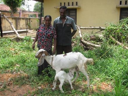 Een nieuw gezin dat deel kan nemen aan het Geitenproject in Sri Lanka Pater Dinesh Fernando heeft samen met pater Francis het geitenproject opgestart in Nittambuwa in Sri Lanka.