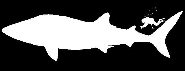 De walvishaai De walvishaai is de grootste haai onder de haaien, maar ook de grootste vis die in