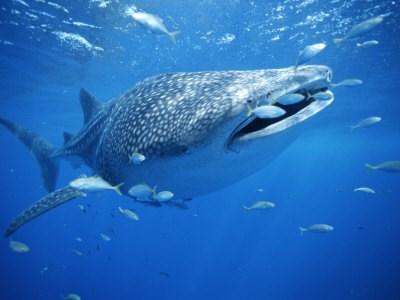 De naam walvishaai is verwarrend, want deze haai is gewoon een vis en geen zoogdier, zoals de