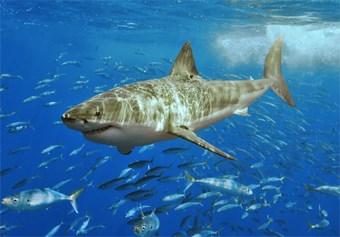 De witte haai of mensenhaai De witte haai is de grootste roofvis.