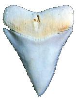 haaiensoorten. De tanden van de haai staan in drie of vier rijen in de bek.