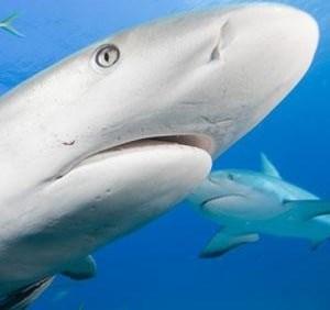 Haaien hebben geen oogleden de neusgaten Zicht Haaien kunnen goed zien.