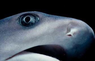 kunnen zien. Haaien hebben geen oogleden en knipperen niet met hun ogen.