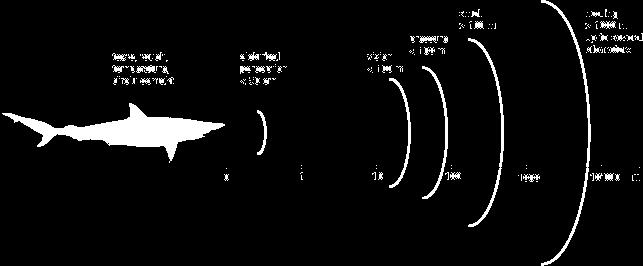 Voelt elektrische stroompjes zien Voelt trillingen reuk horen 0 m 1m 10m 100m 1000m 10 km De zintuigen van de haai en de afstand waarop ze