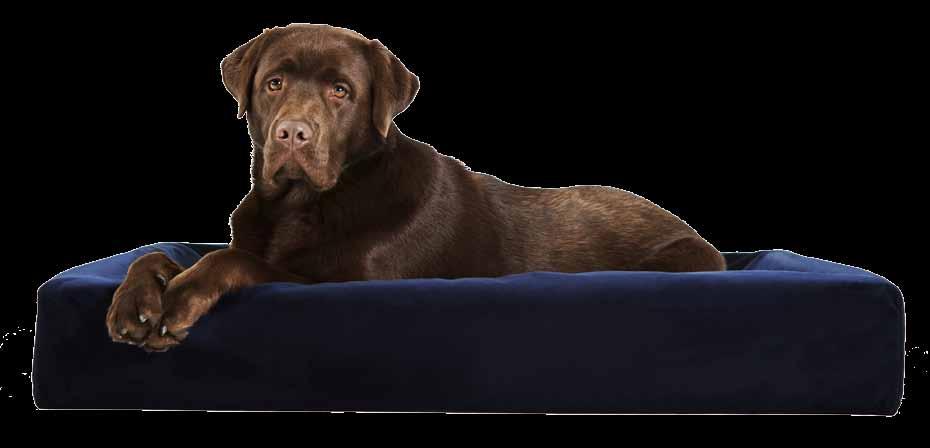 Bia bed royal overtrek nu blijvend in prijs verlaagd bia bed, meer voordeel voor hond, baas en ondernemer! Op zoek naar een veelzijdig bed voor de hond of kat? Kies dan voor BIA Bed!