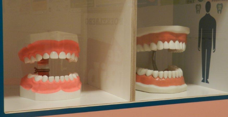 Melkgebit en definitief gebit De eerste tanden breken gemiddeld rond zes maanden door. Het volledige melkgebit bestaat uit 20 tanden.
