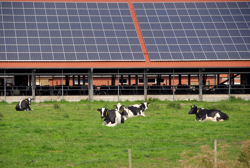 DUURZAME ENERGIE Boeren op het Eiland van Dordrecht willen toe werken naar een agrarische sector die duurzaam is; die schoon produceert en het gebruik van fossiele brandstoffen verandert naar het