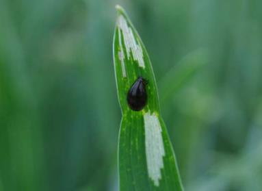 Eenkoorn en emmer zijn algemeen ziekteresistenter, khorasan ziektegevoeliger dan gewone tarwe - Eenkoorn bladseptoria, virusaantasting (BYDV), beperkt gele roest en wat bruine roest - Emmer :