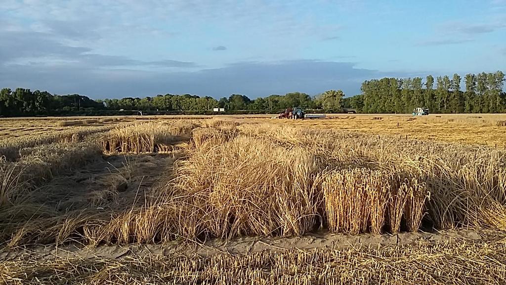 Potentieel winterteelt Melle