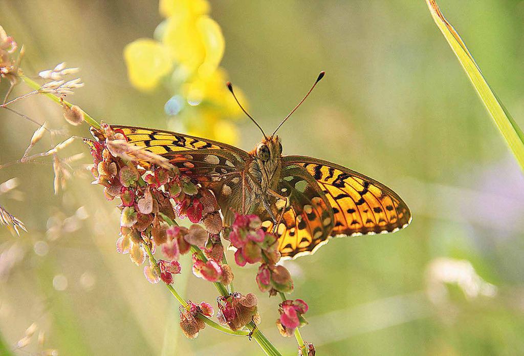 Grote parelmoervlinder De grote parelmoervlinder heeft de overstap gemaakt van de Waddeneilanden naar het vaste land!