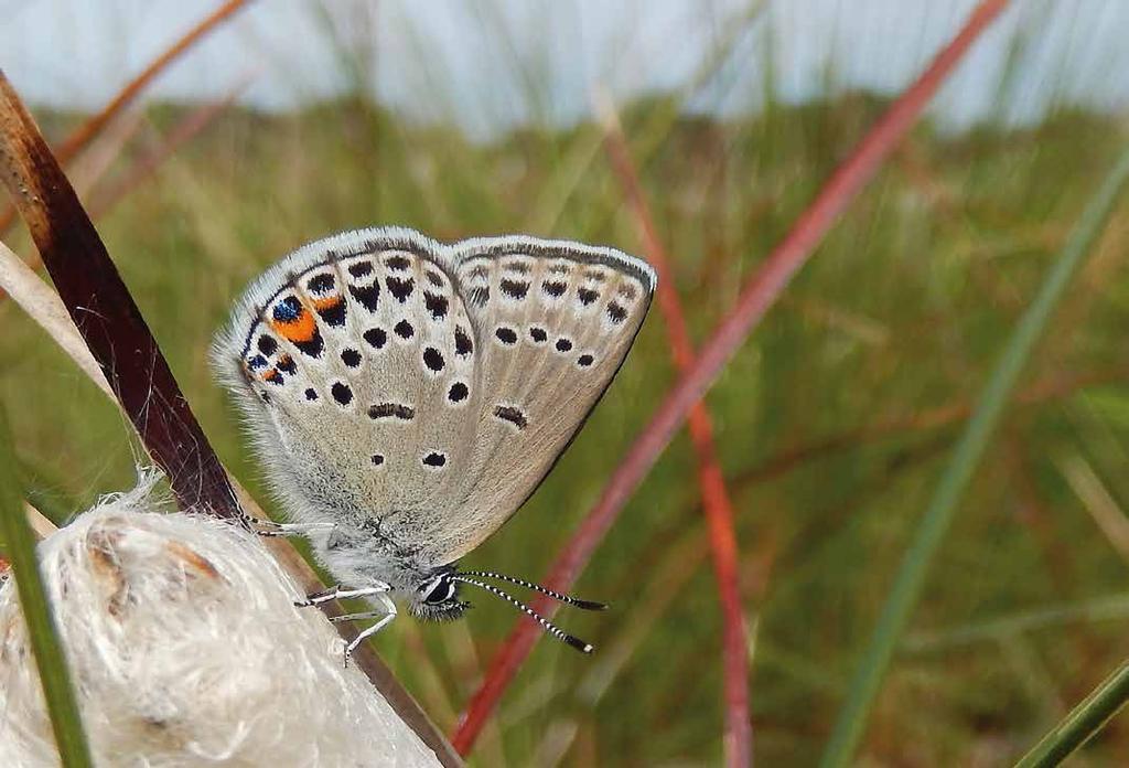 Veenbesblauwtje Het veenbesblauwtje is een van de zeldzaamste vlinders van ons land. Alleen in één gebied in Drenthe en op één veentje in Groningen kun je deze nog te zien krijgen.