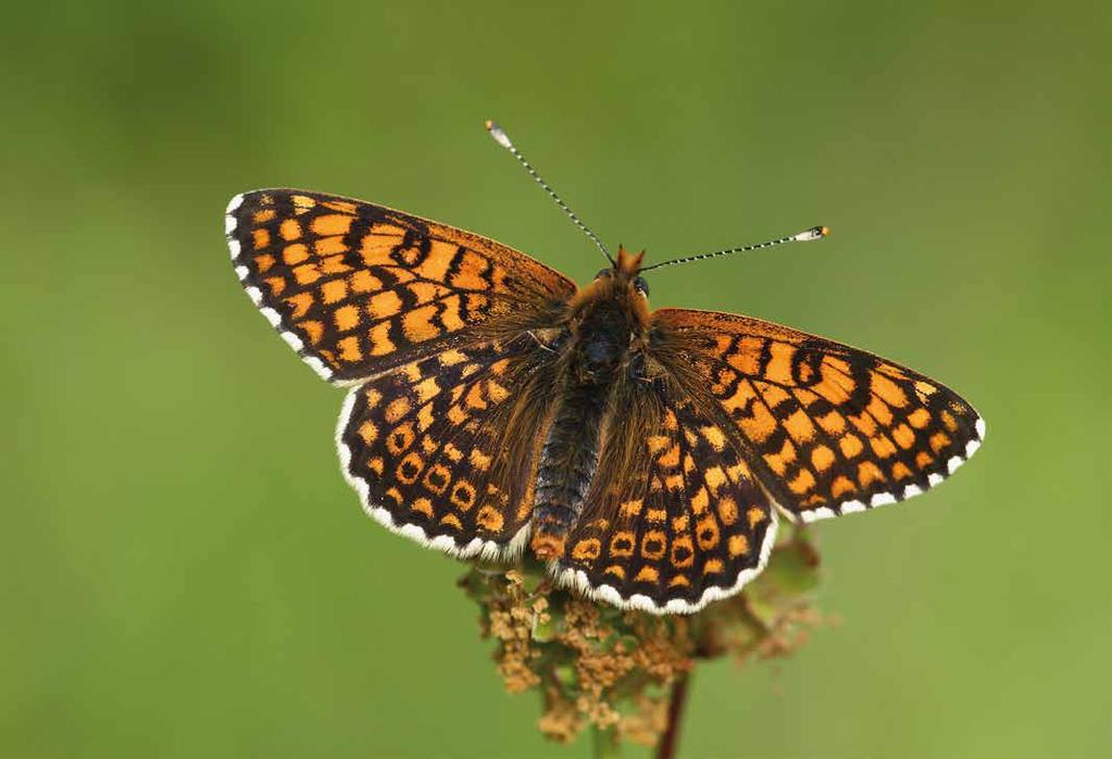 Veldparelmoervlinder Goed nieuws over de veldparelmoervlinder! In Noord-Brabant is een nieuwe populatie ontdekt op een terrein waar een aantal jaren geleden natuurontwikkeling heeft plaats gevonden.