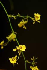 Rica Bloem: 2-3 cm Calanthe sieboldiana Herkomst: Azie