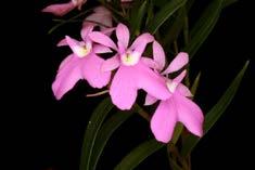 :cattleya intermedia var.