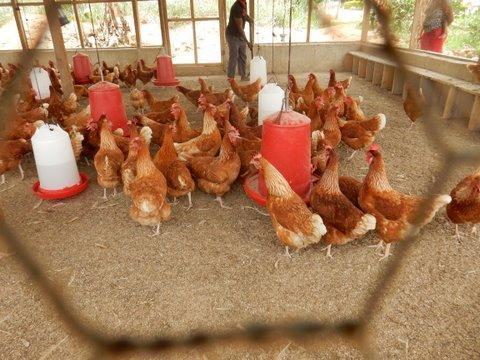 De kleine kippenschuur met 150 Nederlandse kippen leverde weer eieren voor eigen gebruik en voor de verkoop.
