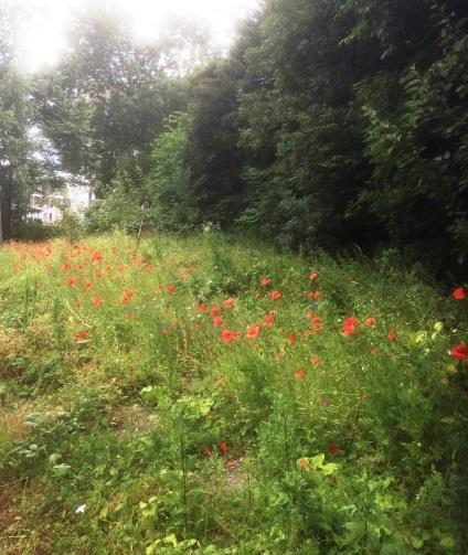 Een kleurige strook met drachtplanten voor bijen dat door heel het stadsdeel