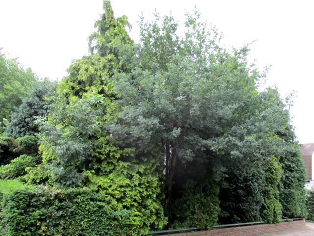 De overige bomen binnen het perceel wijken voor de aanleg van te en woning.