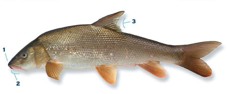 3.2 Barbeel Ecologie: De barbeel (Barbus barbus) is een karperachtige riviervis, die voorkomt in de middenloop van rivieren (Figuur 19).