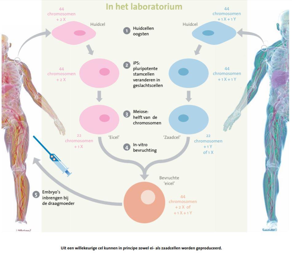 In vitro gametogenesis Artificiële geslachtscellen en eerste stap hiertoe is bij menselijke cellen al gezet. Het is mogelijk om uit huidcellen pluripotente stamcellen te kweken.