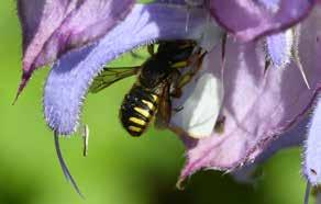 Weet u dat wilde bijensoorten niet zomaar willekeurig in ons land voorkomen, maar een geografische verspreiding kennen?