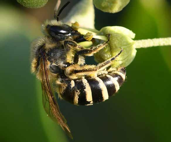 Klimopbij op klimop Honingbijen kunnen daarom niet het uitgangspunt zijn voor het bepalen van het wel en wee van de resterende bijensoorten.