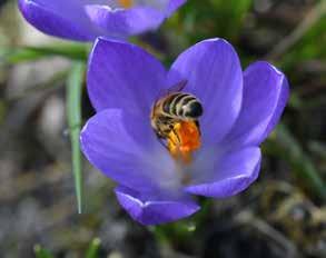 Wilde bijen verzorgen ongeveer de helft van alle bestuiving van voedselgewassen en zijn van bijzonder belang voor de wilde planten.