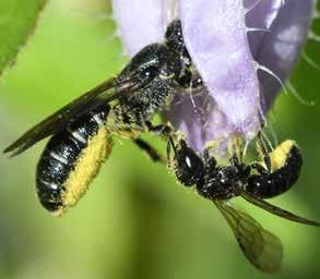 Honingbij in helleborus foetidus Pluimvoetbij op gele composiet goed kennen van de interacties tussen de diergroep, zoals bijvoorbeeld bijen en hun planten.