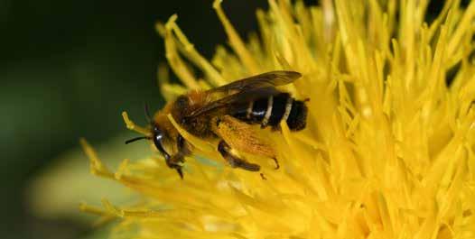 Men kan ook alvast gaan kijken welke stuifmeelspecialisten we allemaal hebben en hoe we deze kunnen beschermen via goede beplanting en beheer, wat inhoudt dat in hun