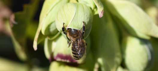 Men kan ook enorm veel doen door te bedenken dat de meeste soorten bijen in juni, juli en augustus vliegen en dat het van enorm belang is niet alles weg te maaien en