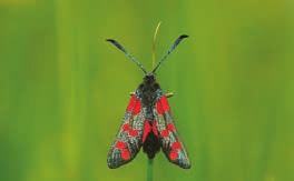 In addition, single species transects are exclusively counted for a specific threatened butterfly or dragonfly. Dayctive moths are counted on butterfly transects, the other moths in light traps.