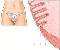 Slijmvlies Hetbaarmoederlichaam is van binnen bekleed met slijmvlies met veel bloedvaatjes. Dat slijmvlies wordt maandelijks afgestoten. Dit gebeurt tijdens de menstruatie.