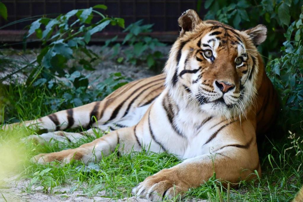 4.3 Transport Aan het eind van 2018 verblijven er vier tijgers en drie leeuwen bij FELIDA. Voor 2019 wordt een transport van FELIDA naar LIONSROCK Big Cat Sanctuary in Zuid-Afrika voorbereid.
