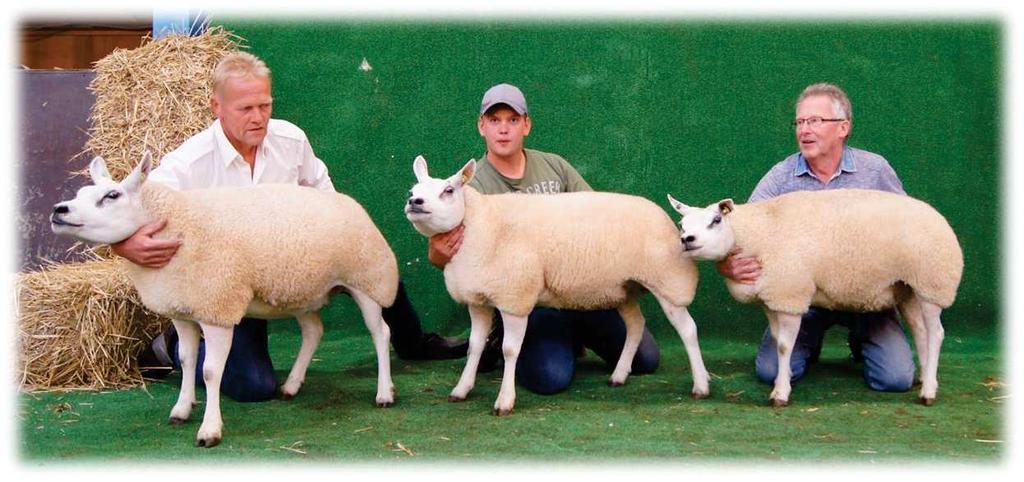 Onder de drietallen eenjarige ooien ongezoogd een 1a voor de dieren van G.W.M. Kraaijevanger te Wehl. Een heel uniform drietal, voldoende uitstraling, passend, mooie balkvorm.