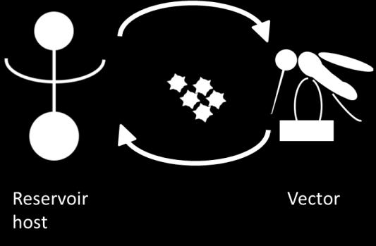 Vectors Animal disease