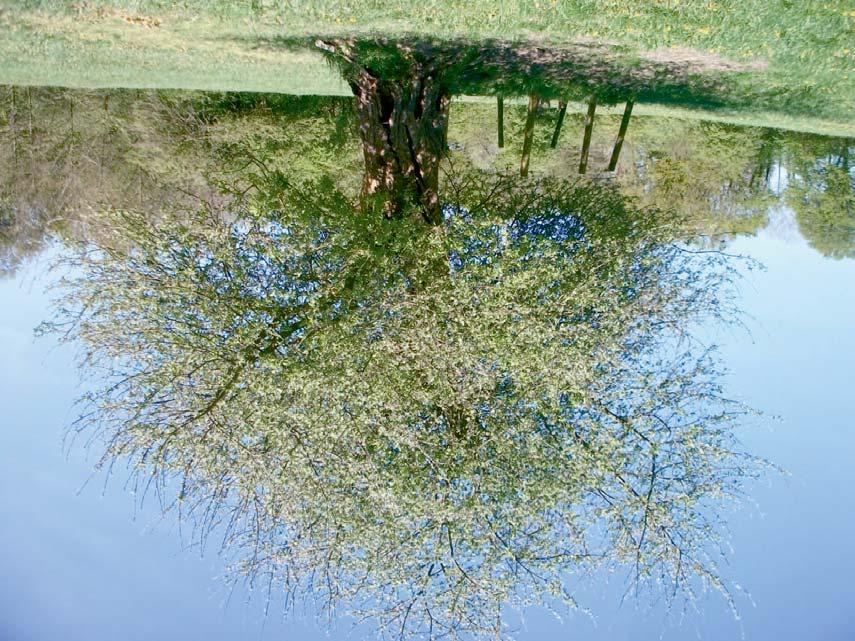 Zulke bomen zijn dan meest een sierraad voor het oog, maar bomen die zich natuurlijk ontwikkelen en vormen zullen, vooral in latere jaren, kleine vruchten voortbrengen, wat de smaak dan weer niet ten