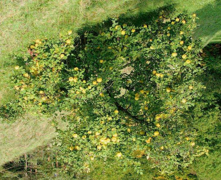 Gezonde kweeënboom Tips voor het kweken Plant kweepeer in een leemachtige, grof korrelige bodem die kleiachtig is en niet te warm wordt (grasmat).