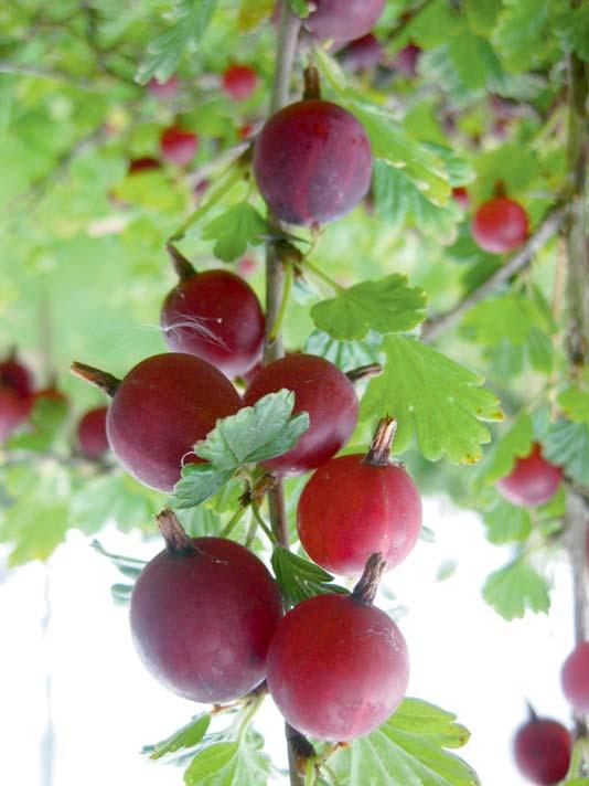 Vrucht De gemengde knoppen zorgen slechts voor 1 á 2 bessen die bij afrijping geel, groen, rood en soms paars van kleur worden. Smaak hangt af van de soort.