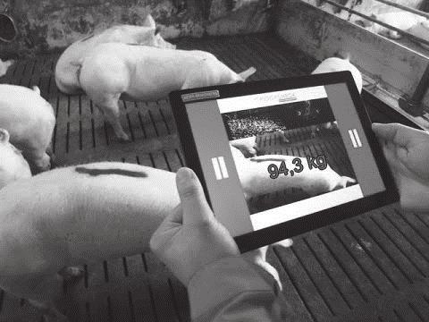 In een moderne varkensstal bepaalt een varkenshouder het gewicht van een varken met een speciale app en een camera.