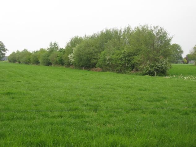 Door deze aanplant ontstond er schaduw op het wandelpad. De welgestelde bewoners konden op deze manier geriefelijk wandelen zonder dat men werd gebruind door de zon.