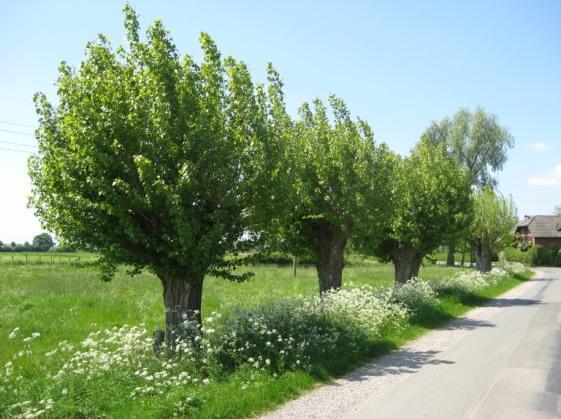 de wal op te kunnen werpen. De wallen waren tussen de 50 en 100 cm hoog. Een houtsingel is een lijnvormige aanplant van bomen en/of struiken van 4 tot maximaal 20 meter breed.