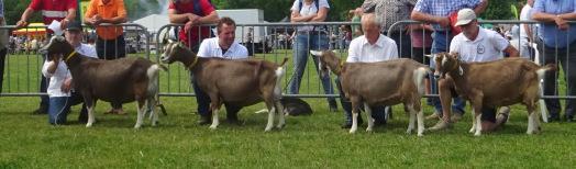 9 juni Dag van het schaap in Ermelo. Er waren op 9 juni 2018 tijdens de Dag van het Schaap in Ermelo ook geiten aanwezig.