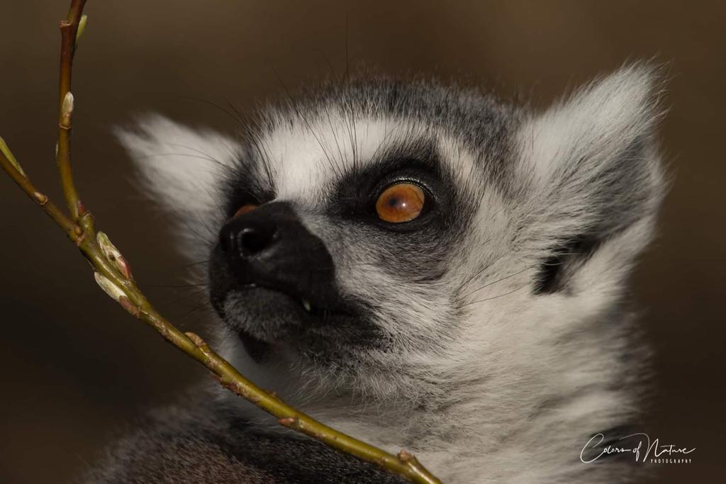 In het Friese Aquazoo kun je dicht bij de dieren komen en heb je in principe genoeg aan een telelens van 250mm en meer, en heb je contact met de dieren.