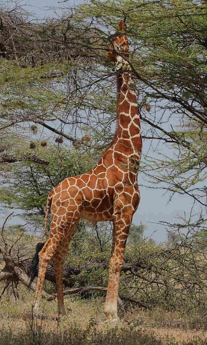 6. De giraf 1 Ik sta hoog op mijn poten.