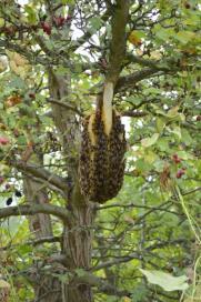 Honingbijen zijn endemisch Honingbijen zijn een wilde soort Varroa-resistentie is nodig Natuurlijk / gericht